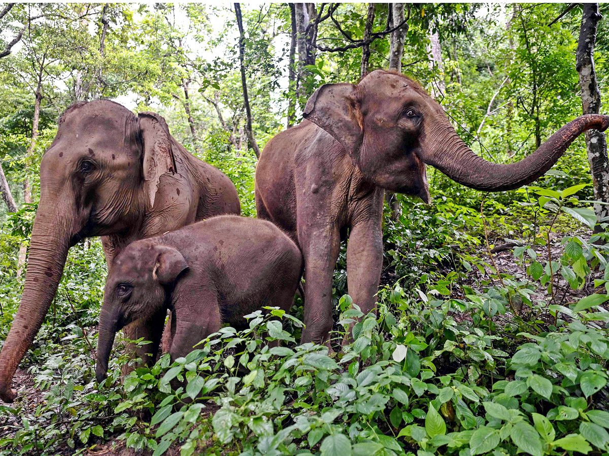 China villagers learn to live with the elephant in the room - Sakshi13