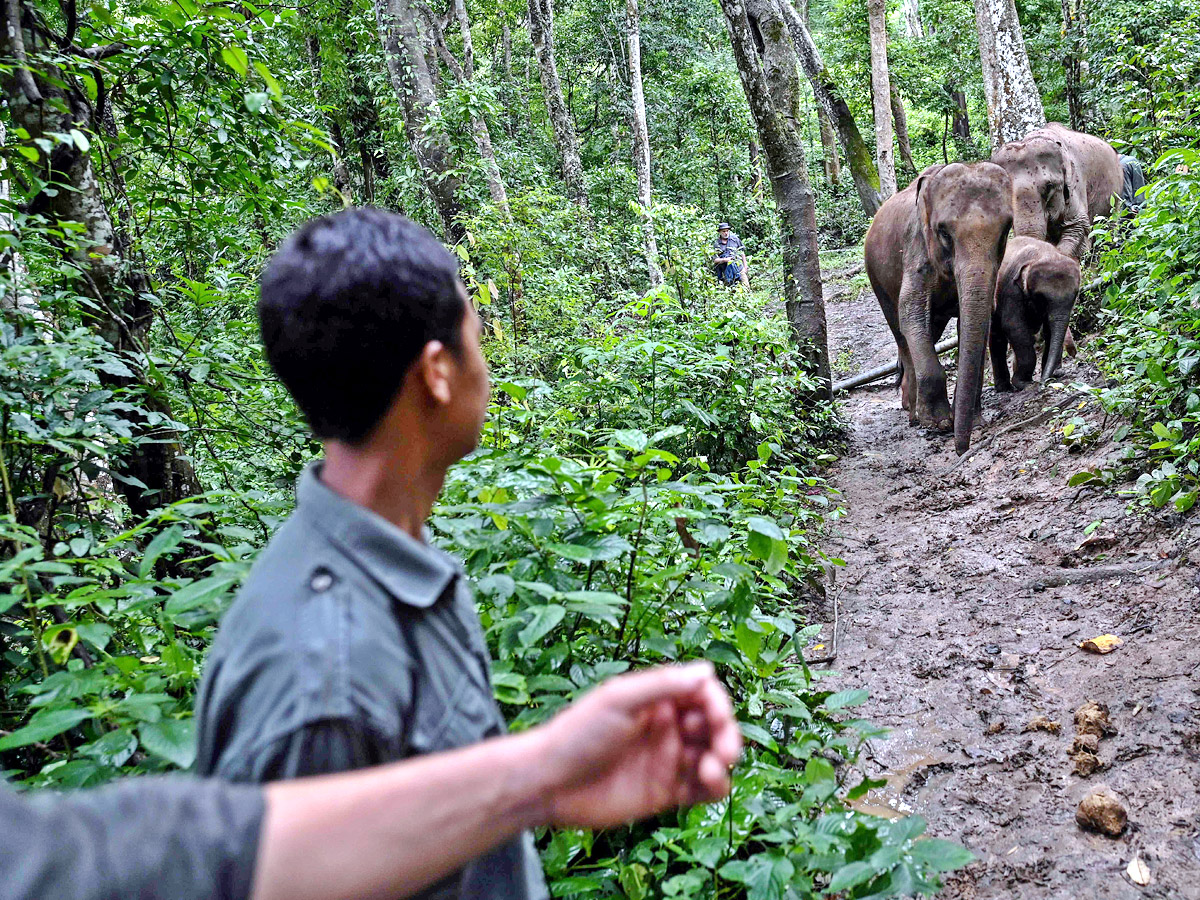 China villagers learn to live with the elephant in the room - Sakshi14