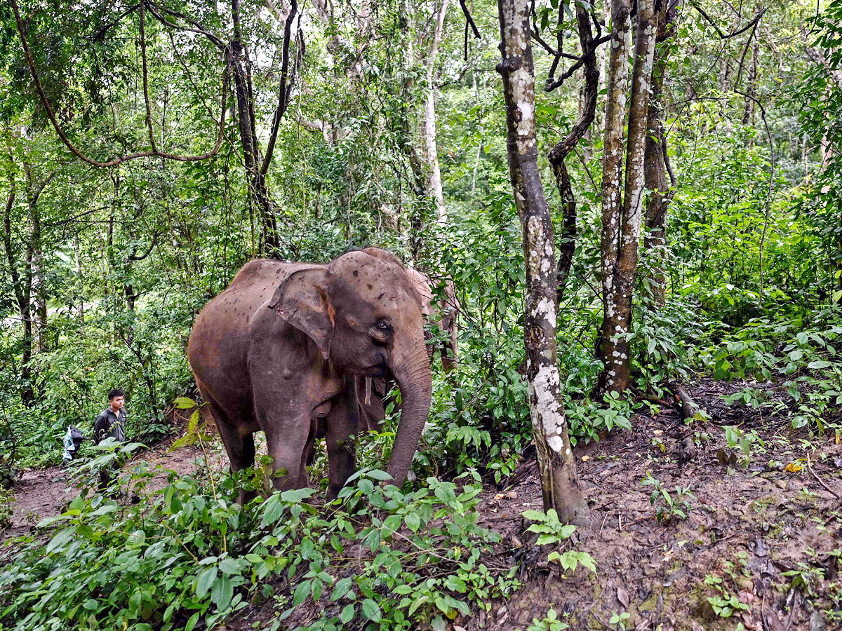 China villagers learn to live with the elephant in the room - Sakshi16