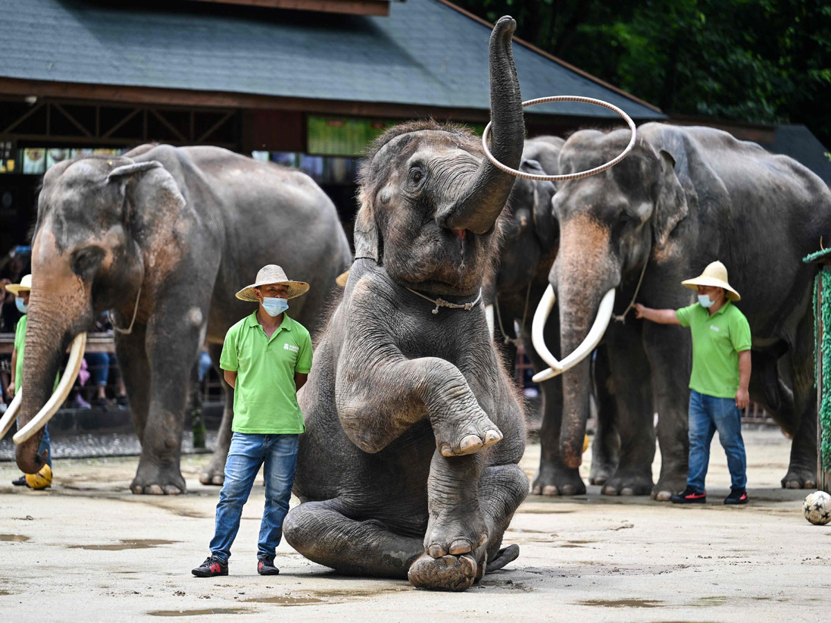China villagers learn to live with the elephant in the room - Sakshi18
