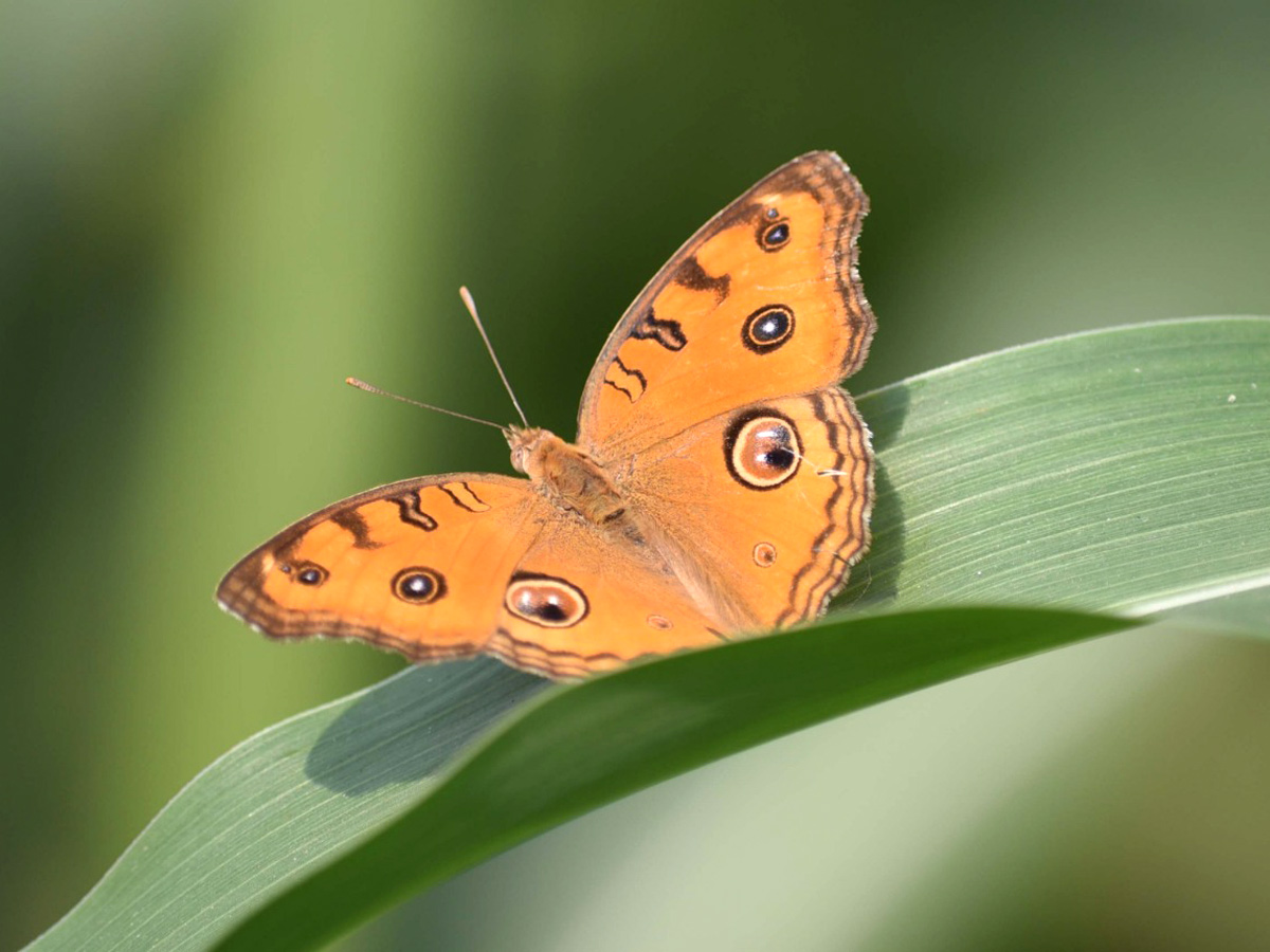 World Photography Day Photo Gallery - Sakshi16