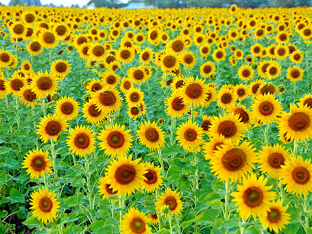 World Photography Day Photo Gallery - Sakshi24