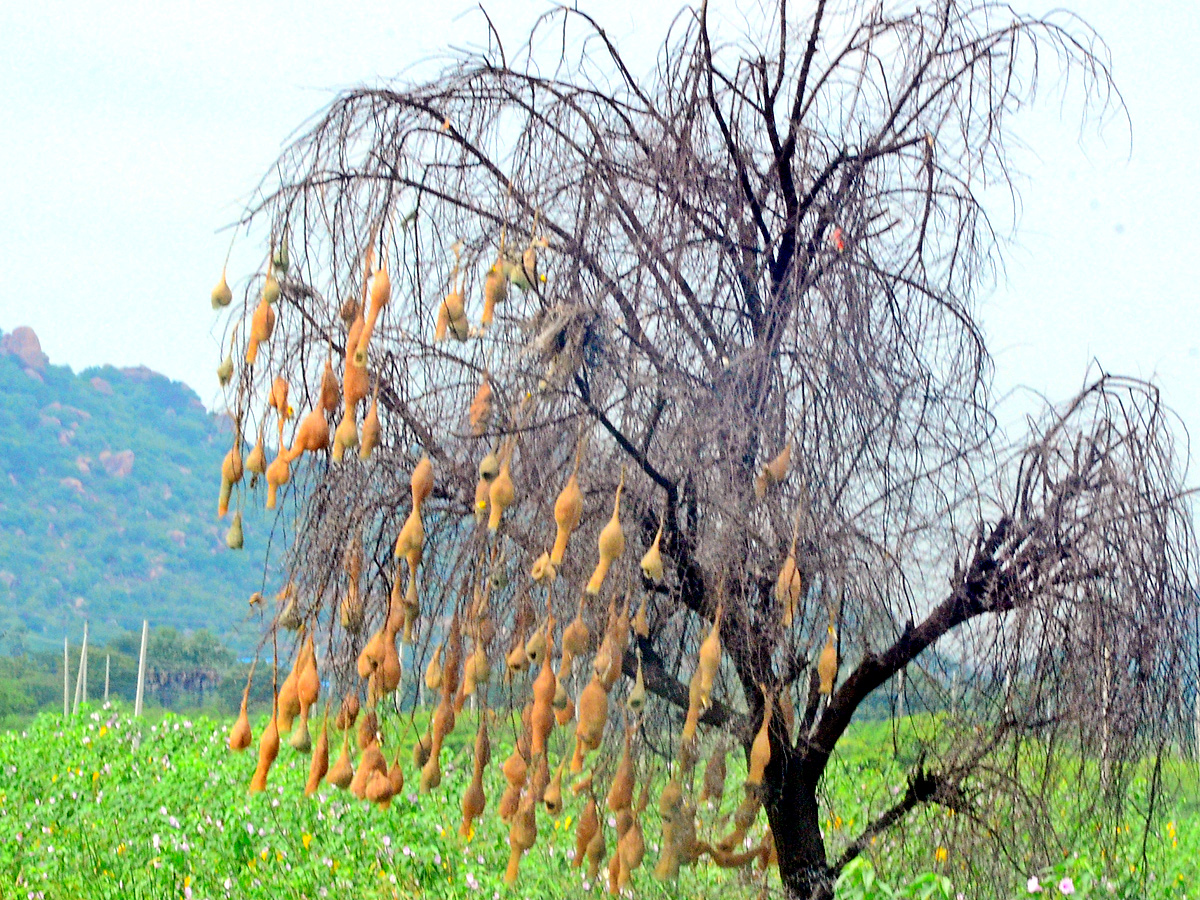 World Photography Day Photo Gallery - Sakshi22