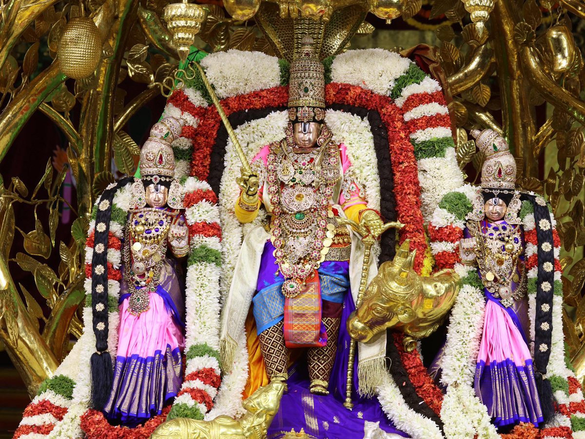 Tirumala Brahmotsavam : Srivaru on Kalpavriksha Vahanam Photo Gallery - Sakshi6