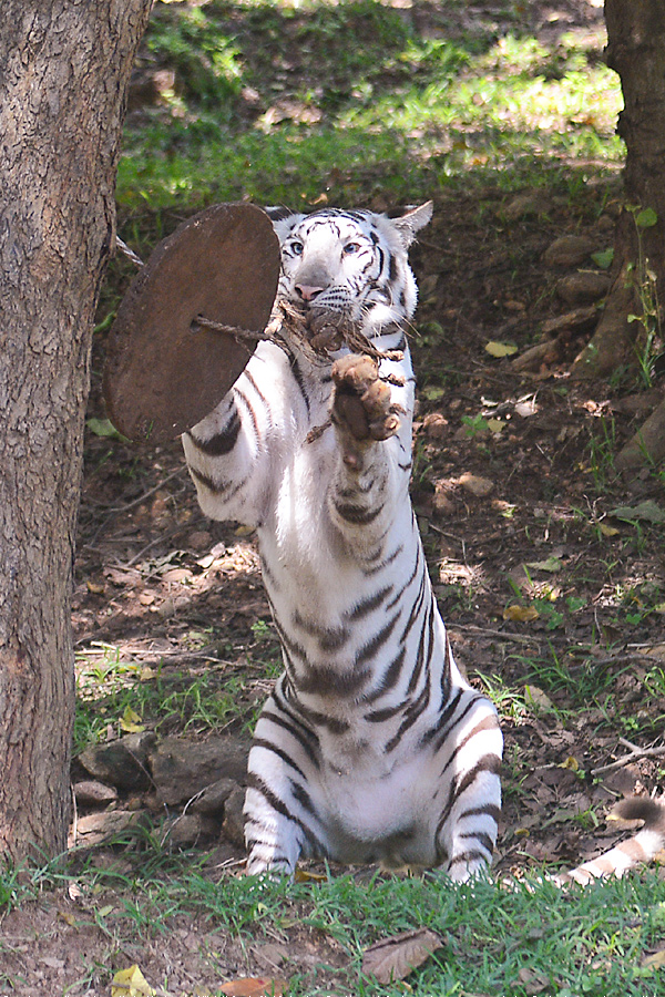 Photo : Indira Gandhi Zoological Park In Visakhapatnam - Sakshi6