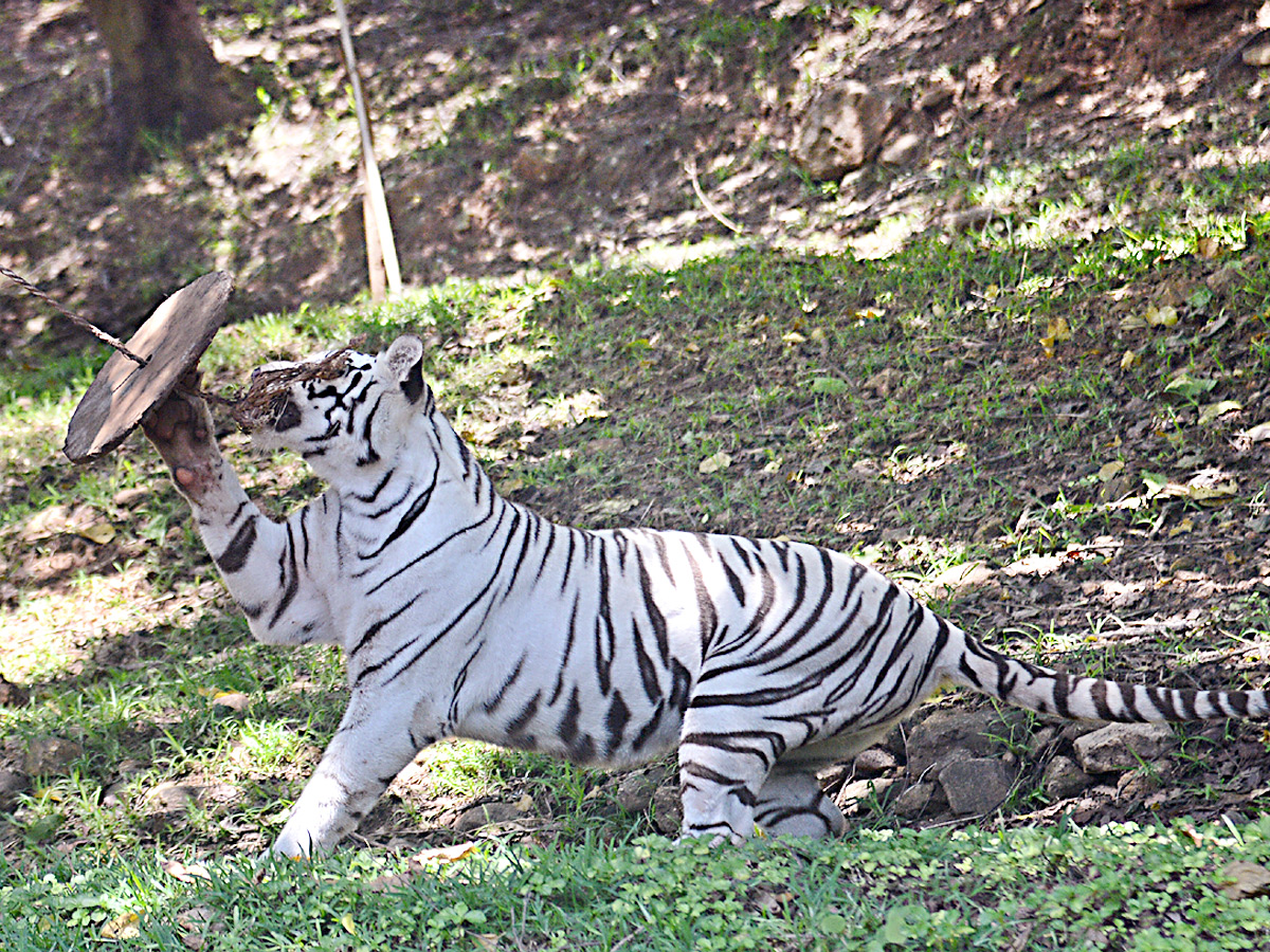 Photo : Indira Gandhi Zoological Park In Visakhapatnam - Sakshi11