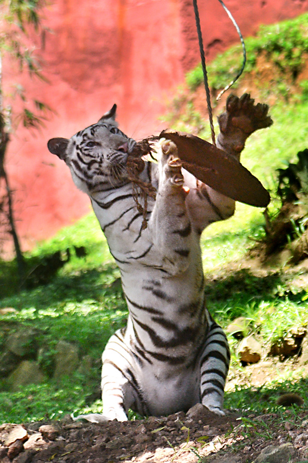 Photo : Indira Gandhi Zoological Park In Visakhapatnam - Sakshi2