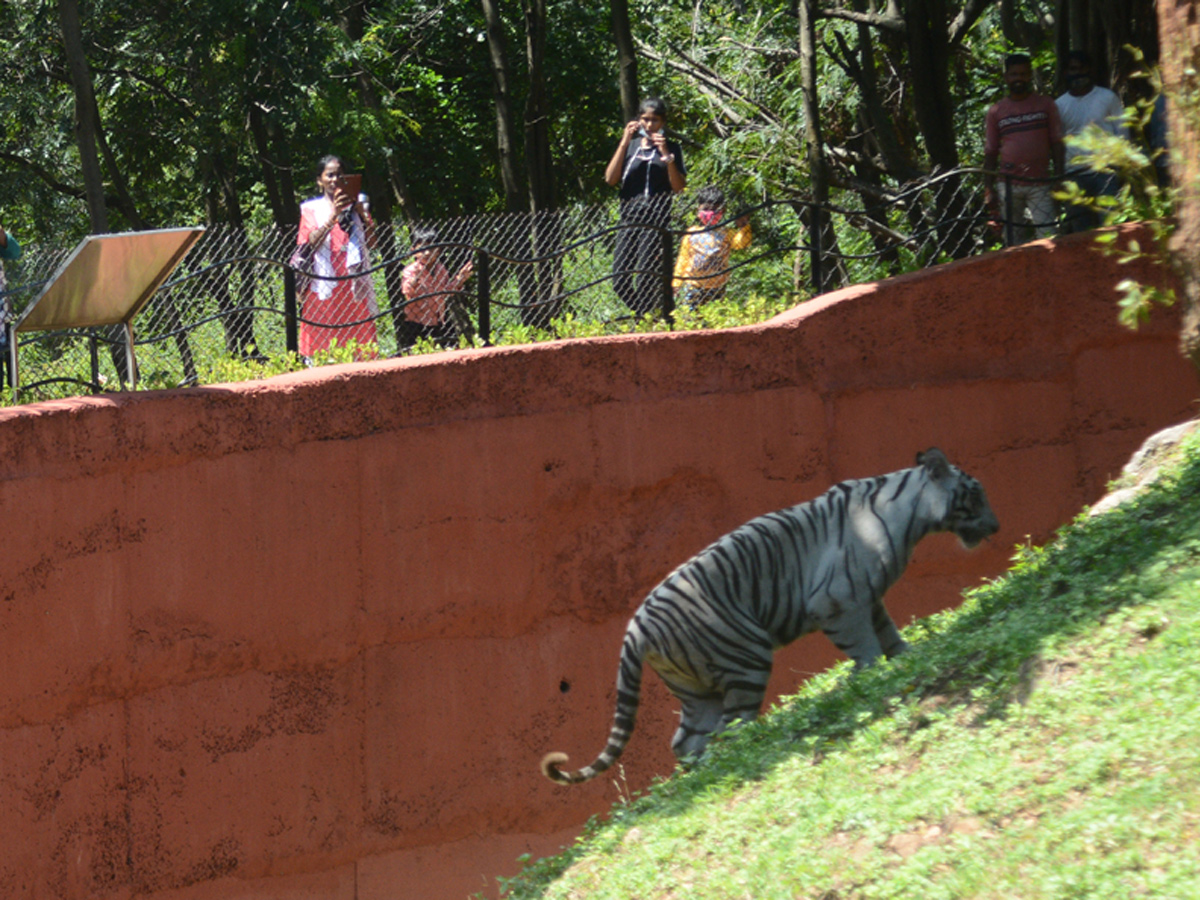 Photo : Indira Gandhi Zoological Park In Visakhapatnam - Sakshi3