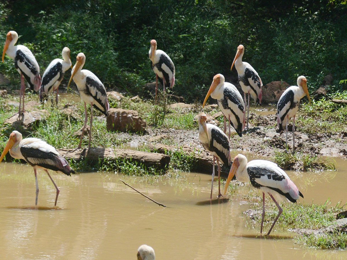 Photo : Indira Gandhi Zoological Park In Visakhapatnam - Sakshi4