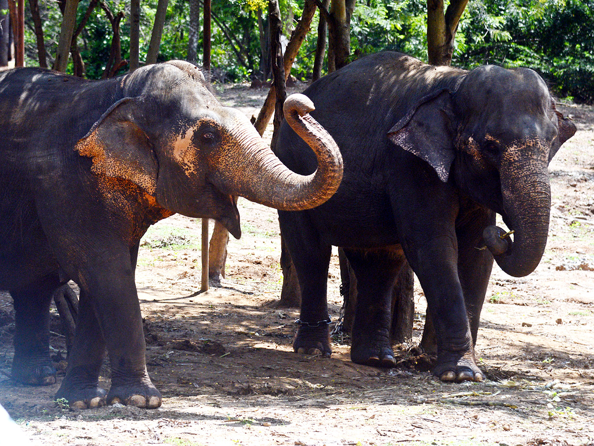Photo : Indira Gandhi Zoological Park In Visakhapatnam - Sakshi7