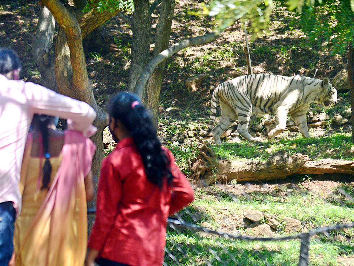 Photo : Indira Gandhi Zoological Park In Visakhapatnam - Sakshi8