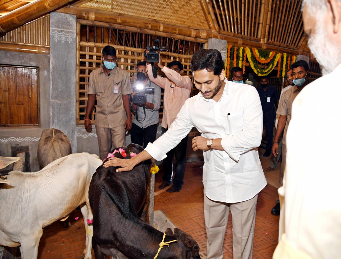 CM YS Jagan Visits Newly Set Up Goshala At His House Tadepalli - Sakshi14