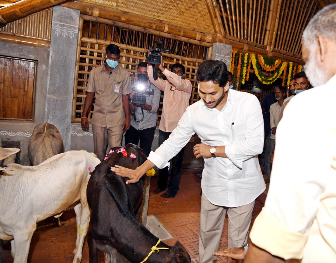 CM YS Jagan Visits Newly Set Up Goshala At His House Tadepalli - Sakshi1