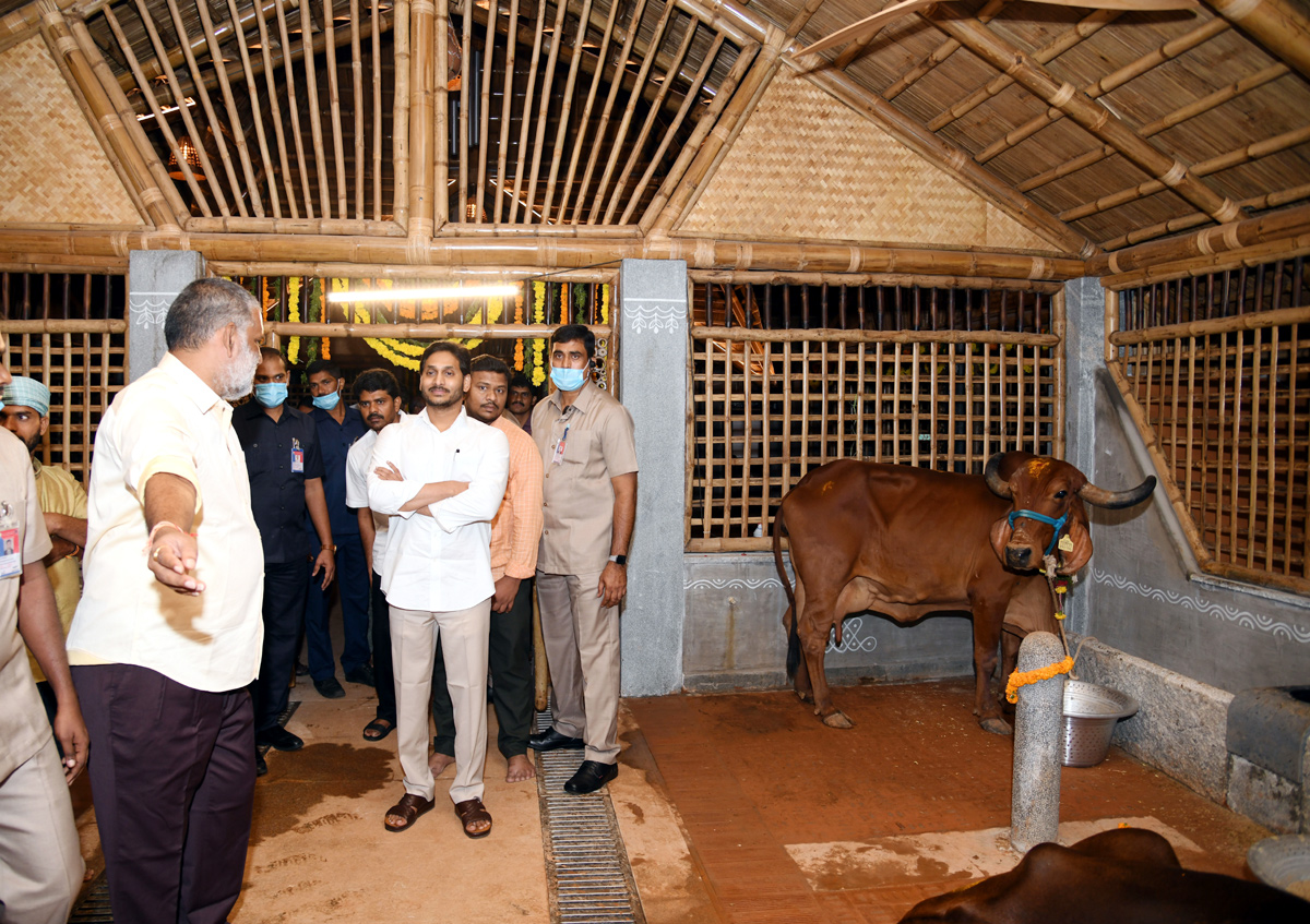 CM YS Jagan Visits Newly Set Up Goshala At His House Tadepalli - Sakshi17