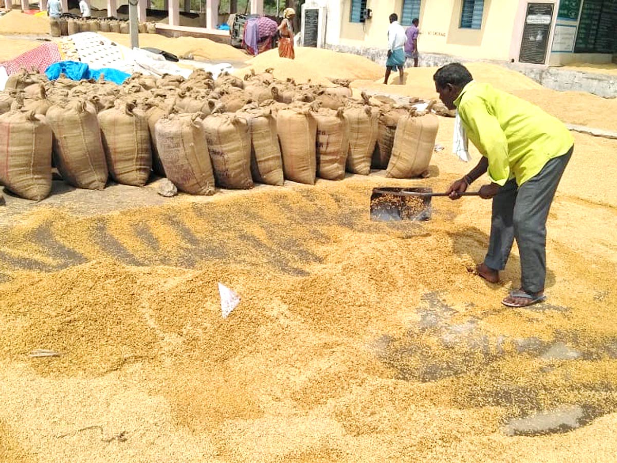 Unseasonal Rains In Telangana Farmers Suffer Paddy Damage - Sakshi15