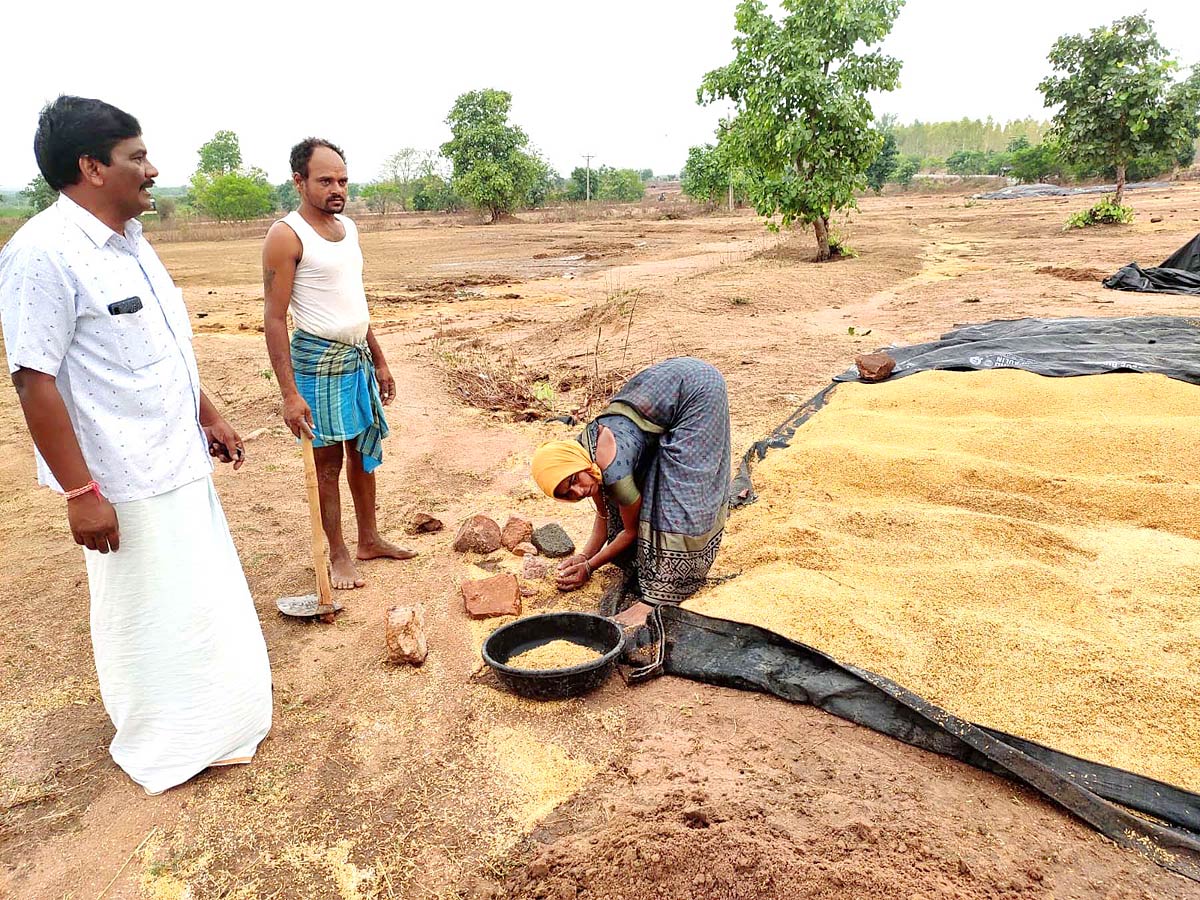 Unseasonal Rains In Telangana Farmers Suffer Paddy Damage - Sakshi16