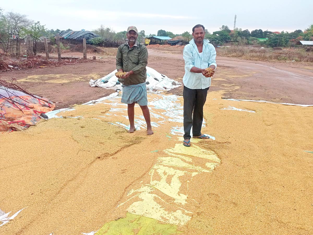 Unseasonal Rains In Telangana Farmers Suffer Paddy Damage - Sakshi23
