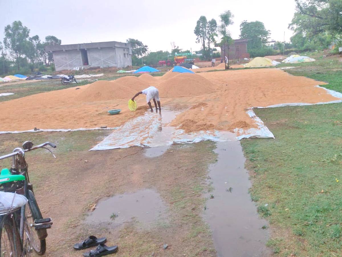 Unseasonal Rains In Telangana Farmers Suffer Paddy Damage - Sakshi24
