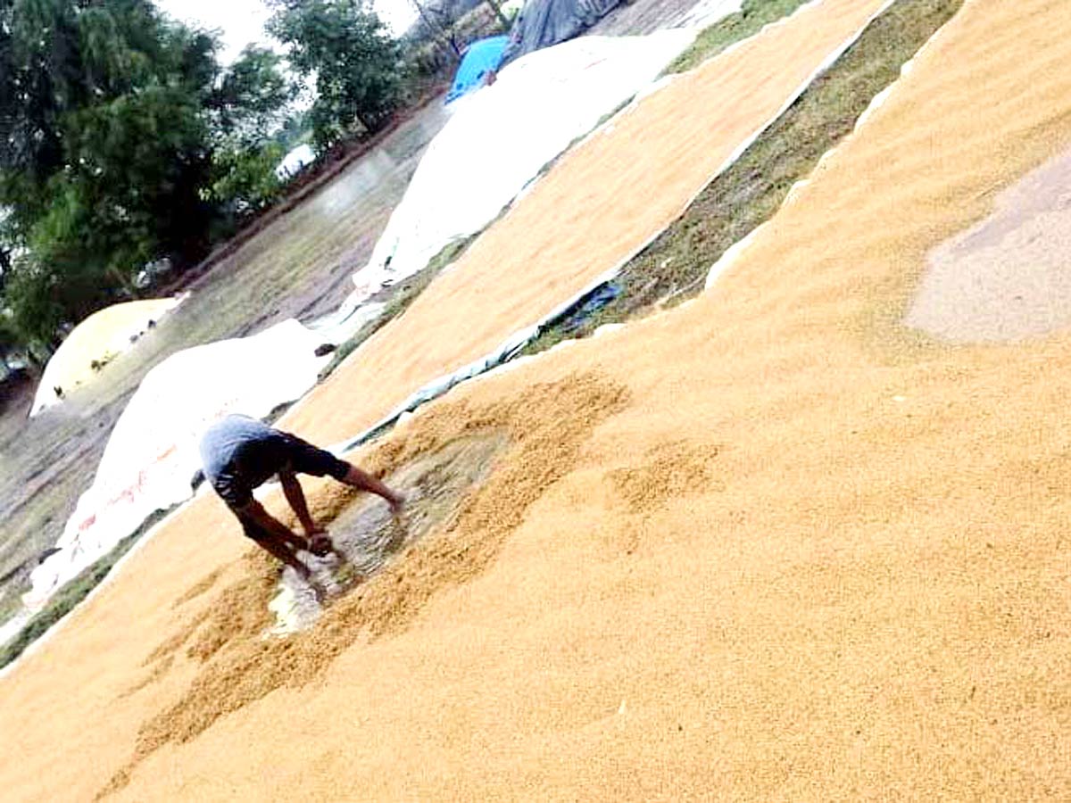 Unseasonal Rains In Telangana Farmers Suffer Paddy Damage - Sakshi26