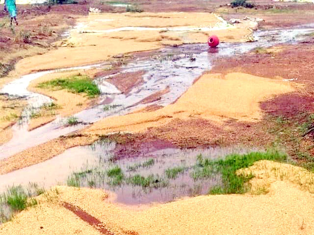 Unseasonal Rains In Telangana Farmers Suffer Paddy Damage - Sakshi28