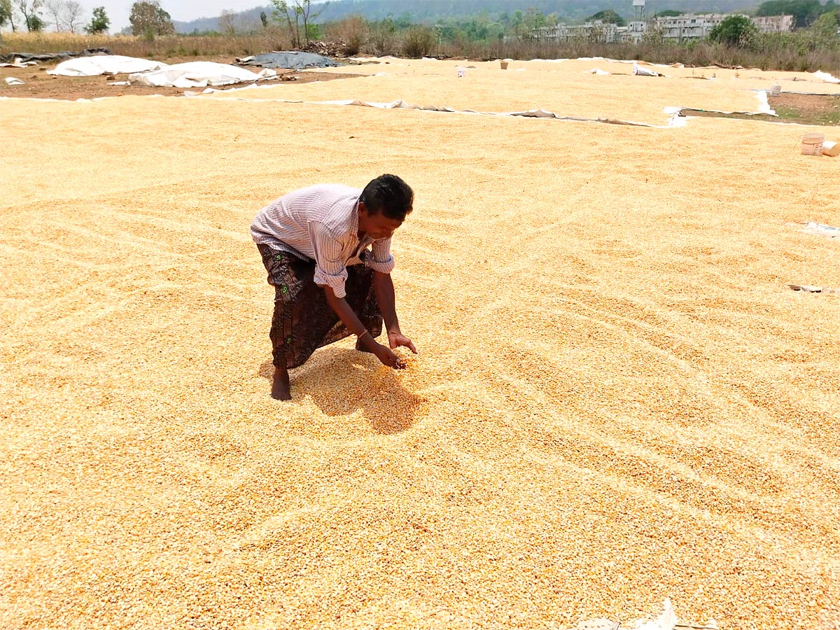 Unseasonal Rains In Telangana Farmers Suffer Paddy Damage - Sakshi3