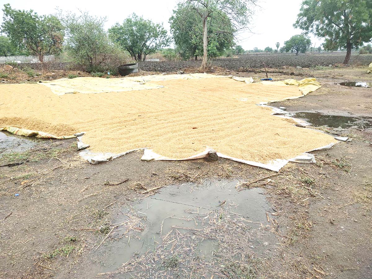 Unseasonal Rains In Telangana Farmers Suffer Paddy Damage - Sakshi4