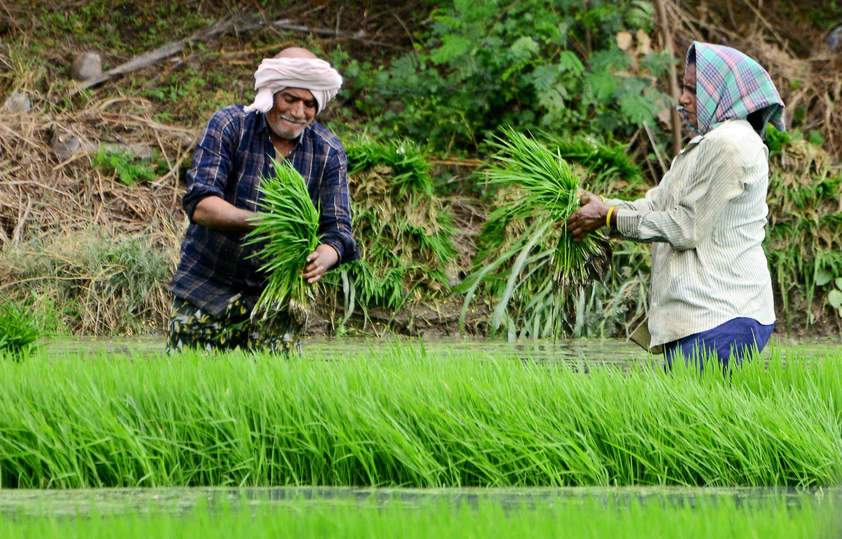 Paddy Fields Farmers In Krishna District - Sakshi1