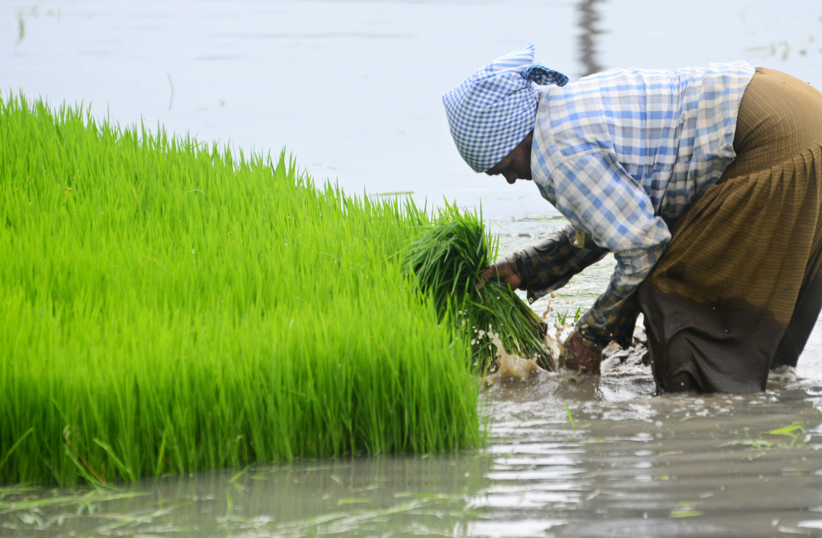 Paddy Fields Farmers In Krishna District - Sakshi2