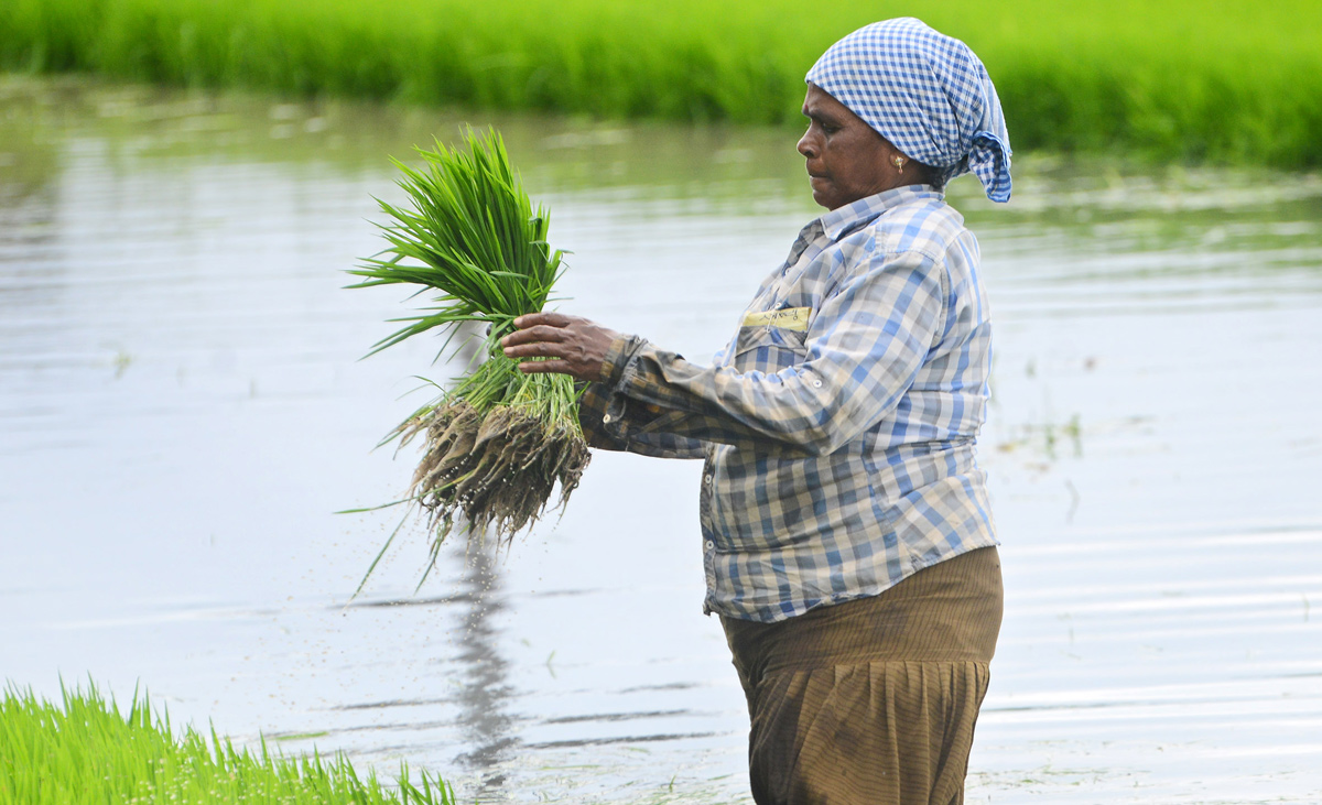 Paddy Fields Farmers In Krishna District - Sakshi3
