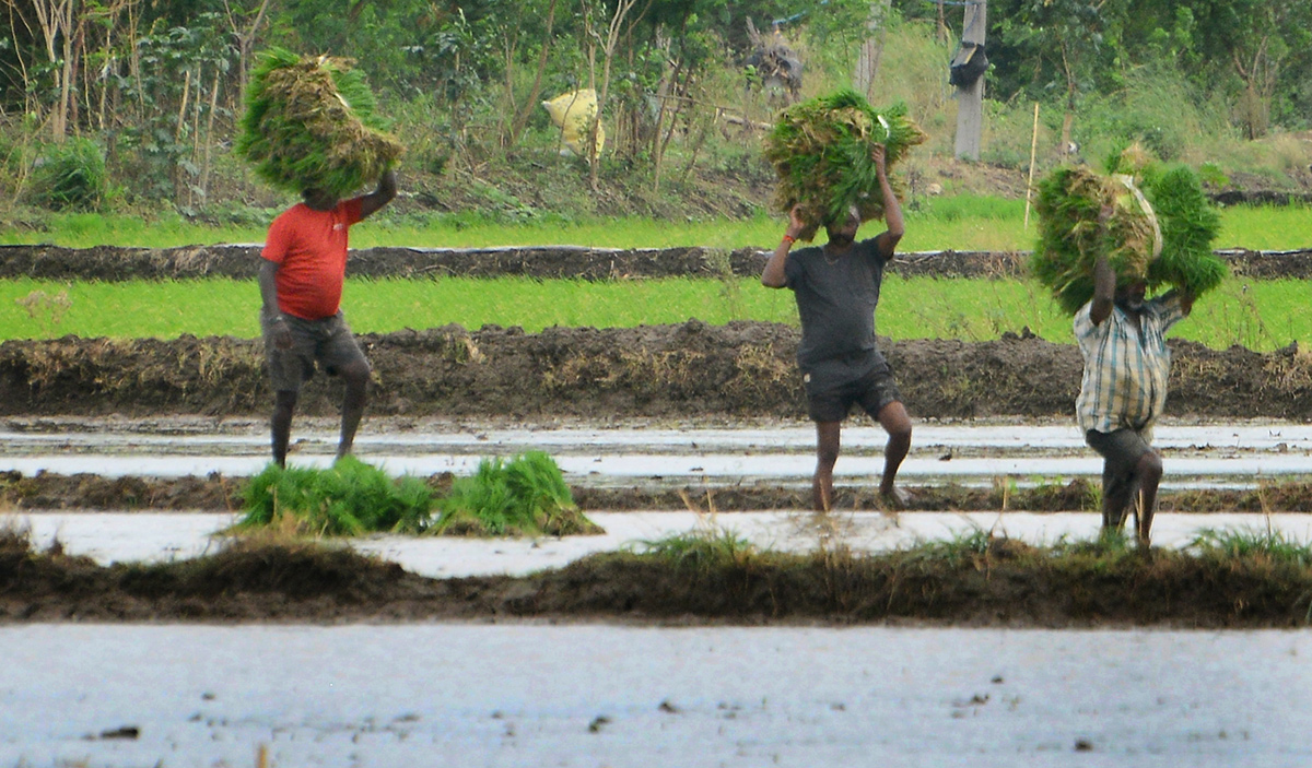 Paddy Fields Farmers In Krishna District - Sakshi4