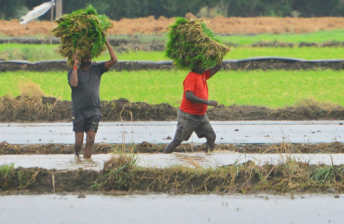 Paddy Fields Farmers In Krishna District - Sakshi5