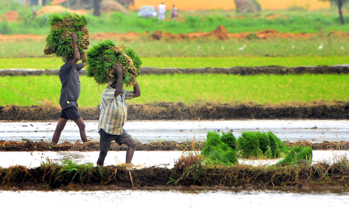 Paddy Fields Farmers In Krishna District - Sakshi6
