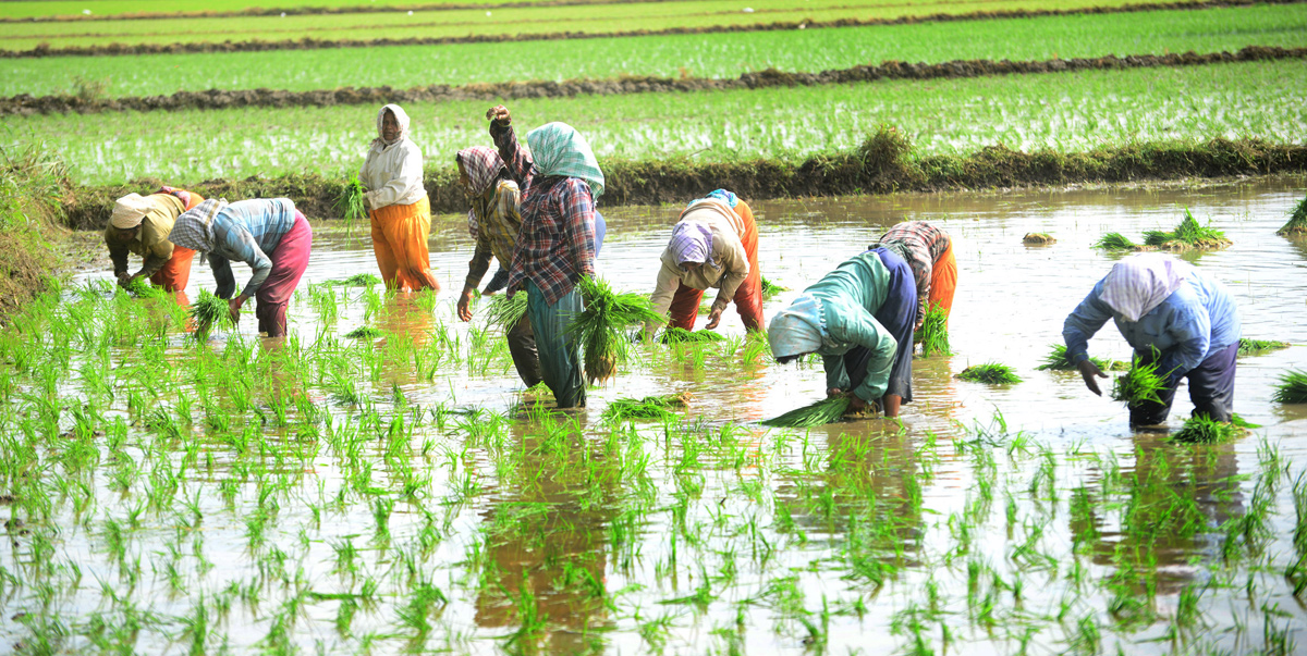 Paddy Fields Farmers In Krishna District - Sakshi7