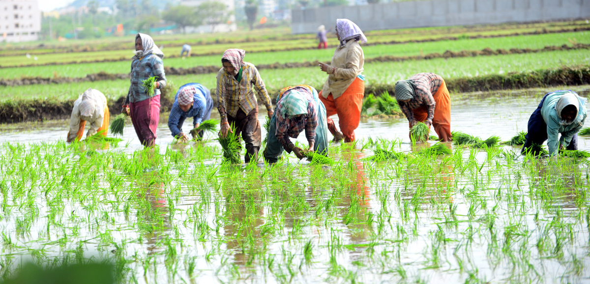 Paddy Fields Farmers In Krishna District - Sakshi8
