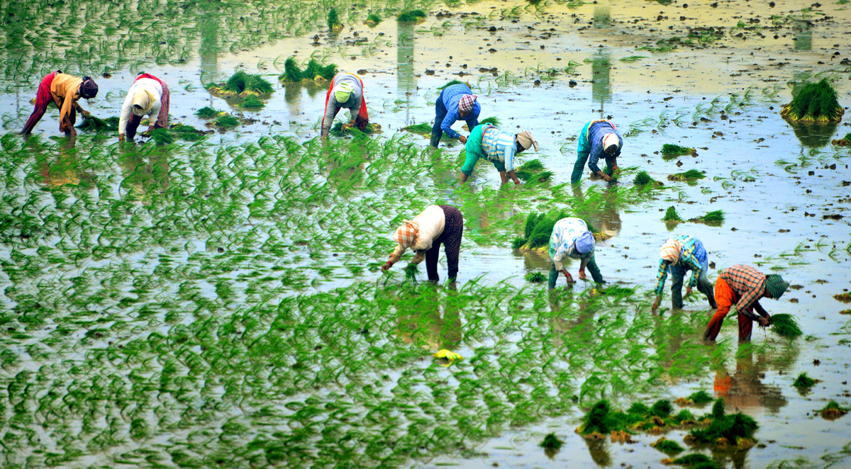 Paddy Fields Farmers In Krishna District - Sakshi9