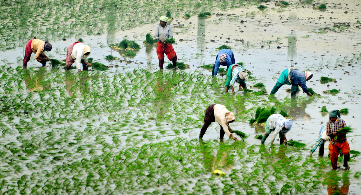 Paddy Fields Farmers In Krishna District - Sakshi10