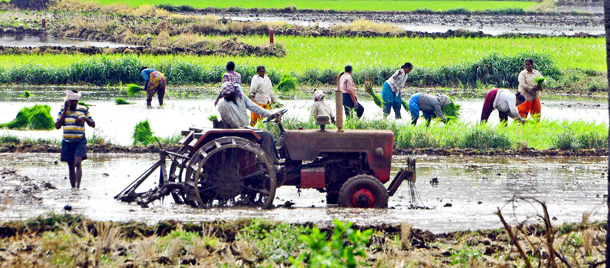 Paddy Fields Farmers In Krishna District - Sakshi11