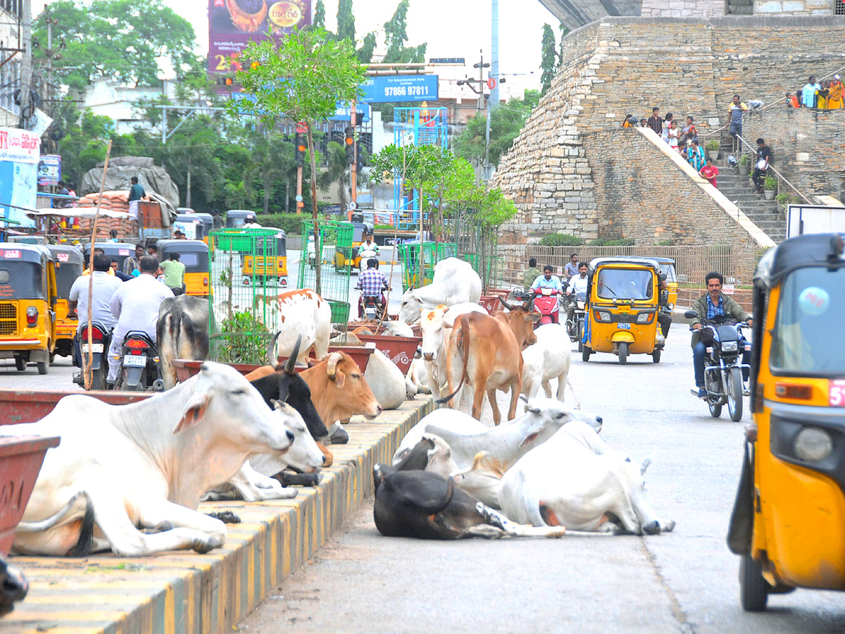 Best Photos of The Week in AP and Telangana Photo Gallery - Sakshi60