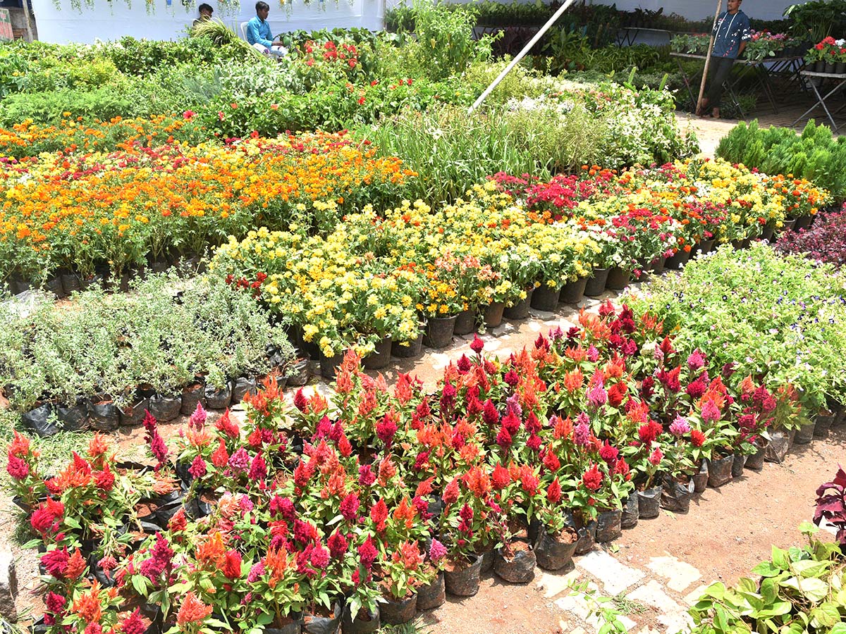 12th Grand Nursery Mela Inaugurated By Minister Harish Rao - Sakshi21