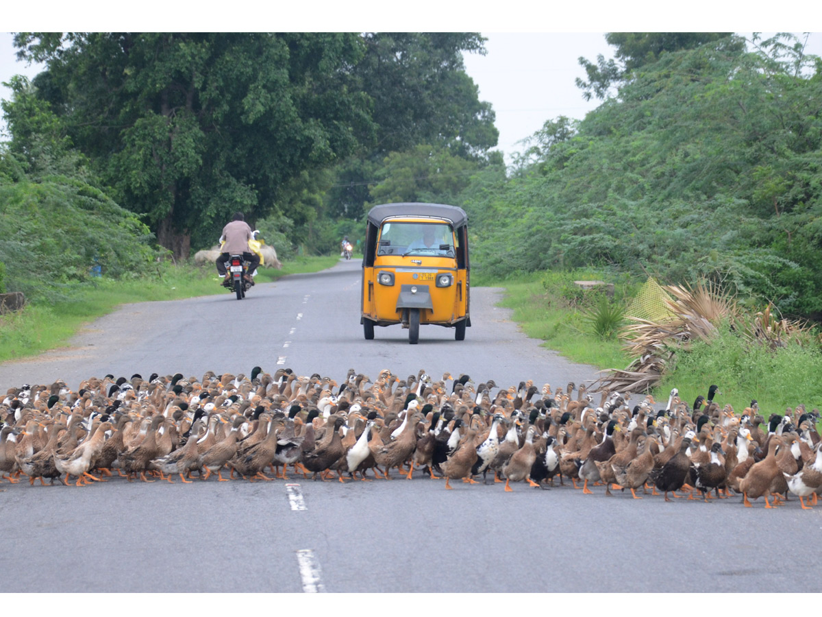 Best Photos of The Week in AP and Telangana Photo Gallery - Sakshi34