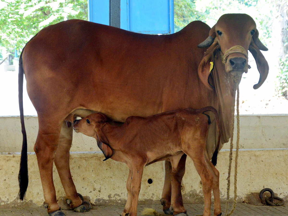 Best Photos of The Week in AP and Telangana Photo Gallery - Sakshi20