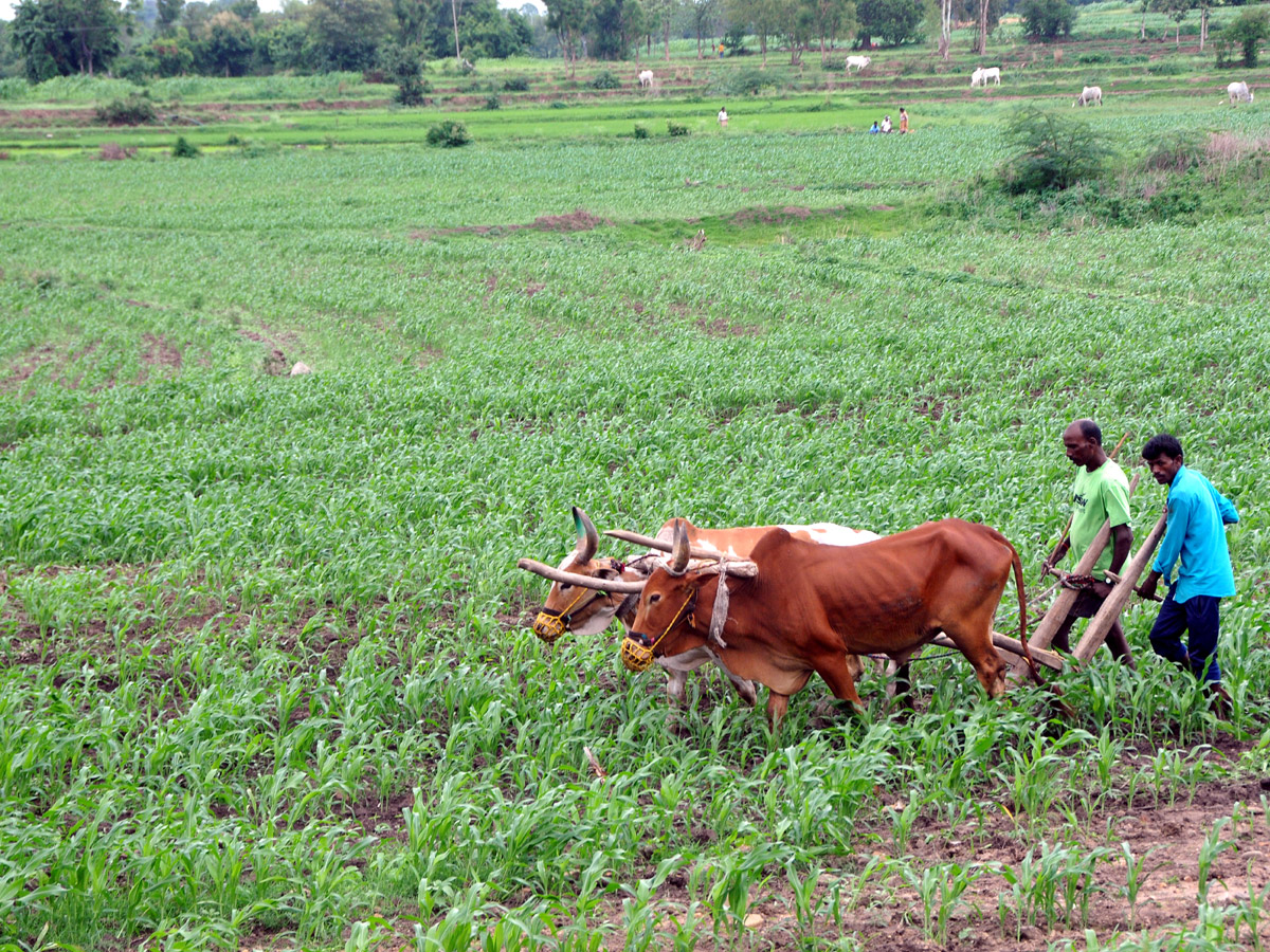 Best Photos of The Week in AP and Telangana Photo Gallery - Sakshi38
