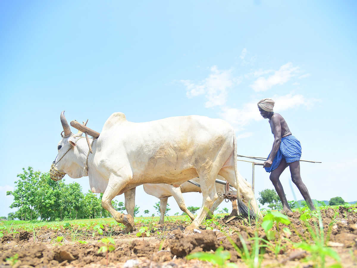 Best Photos of The Week in AP and Telangana Photo Gallery - Sakshi38