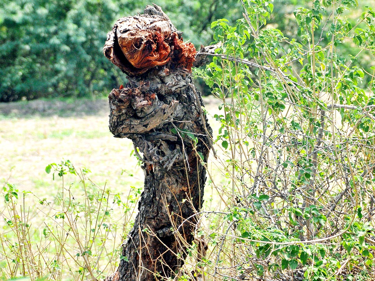 Best Photos of The Week in AP and Telangana Photo Gallery - Sakshi58