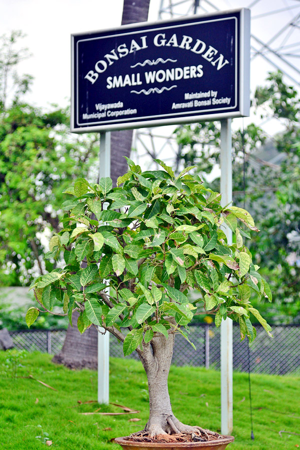 Rajiv Gandhi Park in Vijayawada - Sakshi17