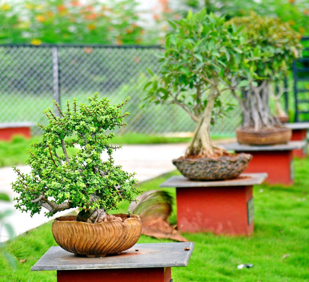 Rajiv Gandhi Park in Vijayawada - Sakshi7