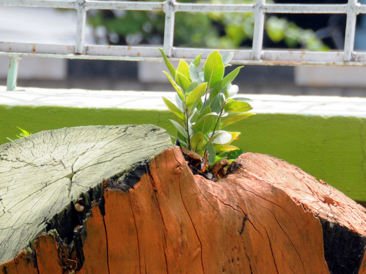 Best Photos of The Week in AP and Telangana Photo Gallery - Sakshi40