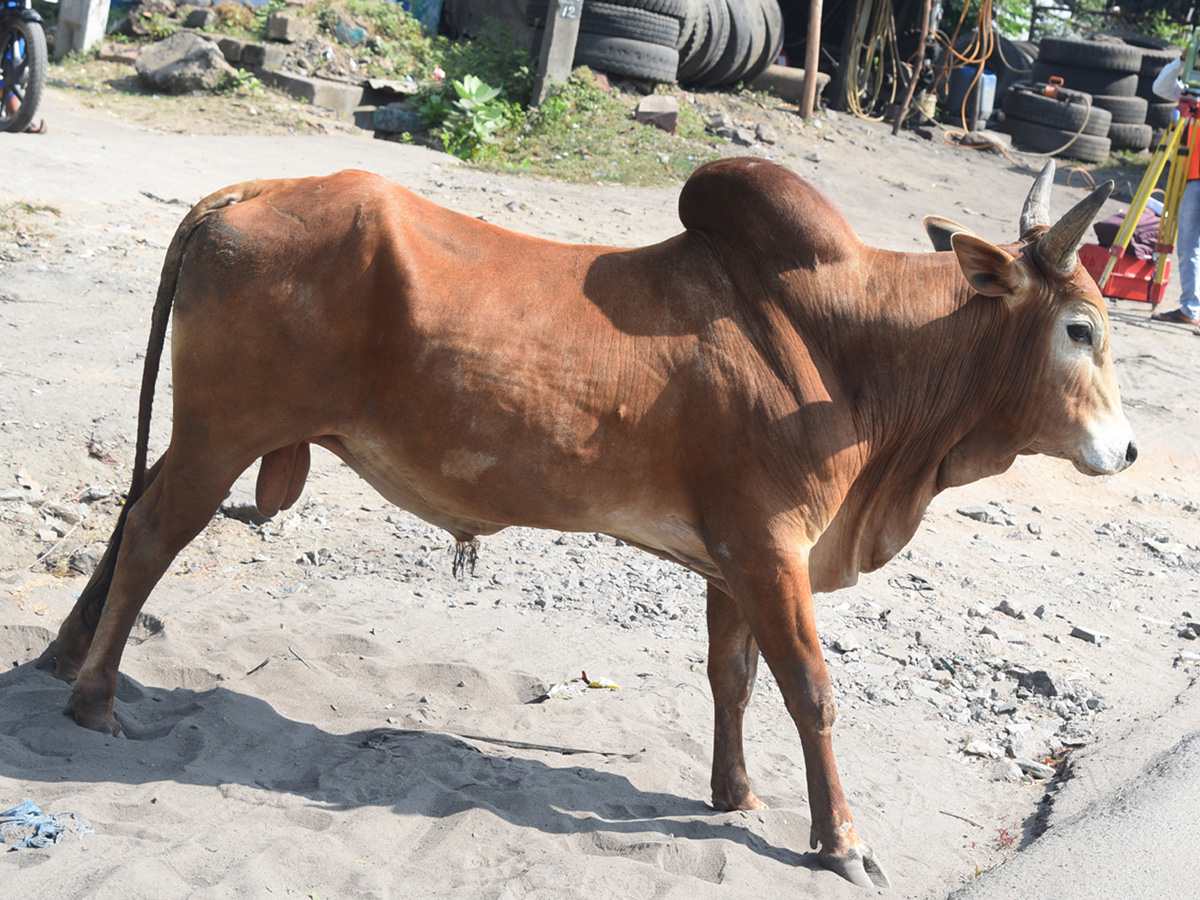 Best Photos of The Week in AP and Telangana Photo Gallery - Sakshi40