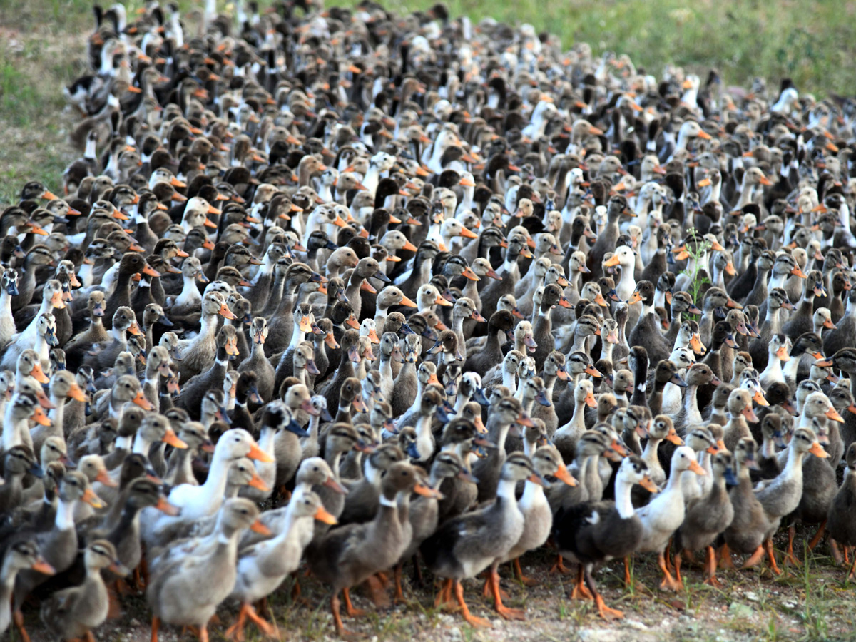 Best Photos of The Week in AP and Telangana Photo Gallery - Sakshi71