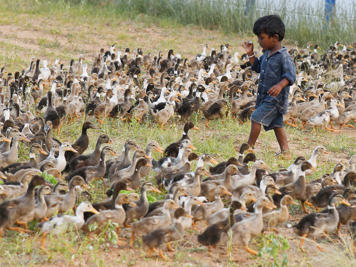 Best Photos of The Week in AP and Telangana Photo Gallery - Sakshi72
